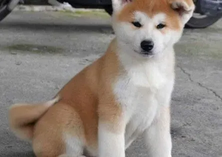秋田犬|给秋田犬推光身上的毛发对它的身体有哪些影响