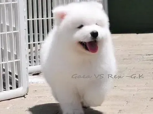 萨摩耶|萨摩耶犬“坐下”与“起立”的基本训练