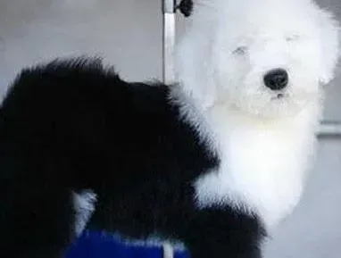 古代牧羊犬|为古代牧羊犬修剪被毛有哪些小诀窍