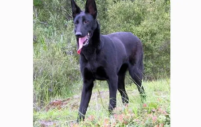 昆明犬|昆明犬患尿结石的原因及预防方法