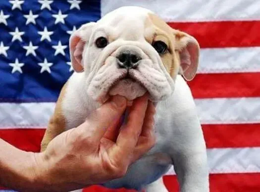 英国斗牛犬|斗牛犬的耳朵长了一个东西，很痒是什么东西