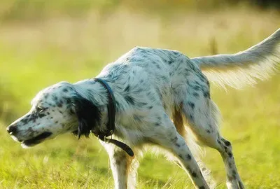 英国雪达犬的养护常识 要适当修剪毛发 | 英国雪达犬