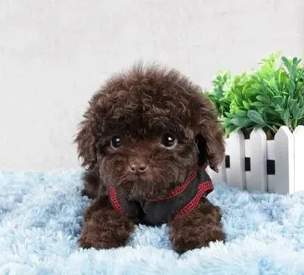 泰迪犬|清新小狗狗 泰迪犬身上的跳蚤怎样驱除