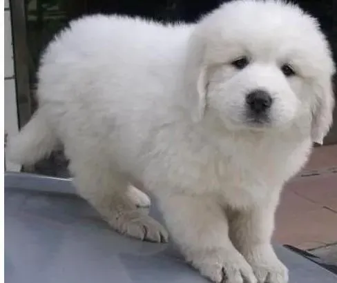 大白熊犬|让大白熊犬更健康的饲养方法