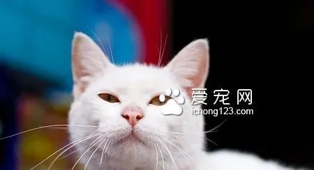 猫尿频怎么回事 保持猫咪生存环境的干净 | 猫