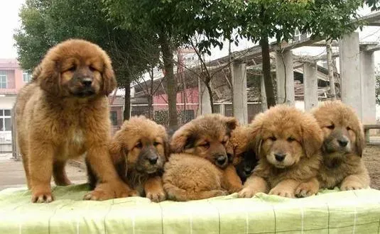 藏獒|散步小贴士 带藏獒幼犬外出散步时不要忽视的事情