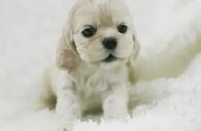 可卡犬|可卡犬吃狗粮后不排便没事吧