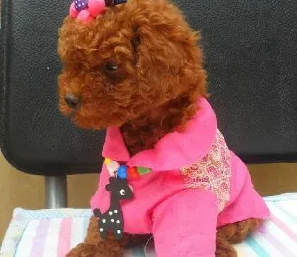 贵宾犬|做好护理工作 降低贵宾犬患病的可能性