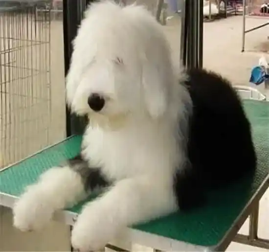 古代牧羊犬|生活常识之如何给古代牧羊犬的毛发护理