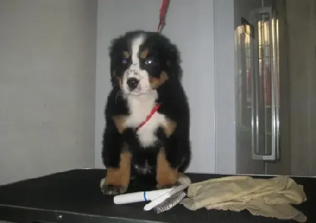 伯恩山犬|伯恩山犬有点咳嗽干呕是怎么回事呢