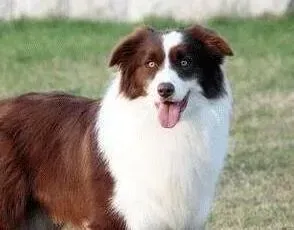 边境牧羊犬|边境牧羊犬突然口吐白色的虫子怎么办