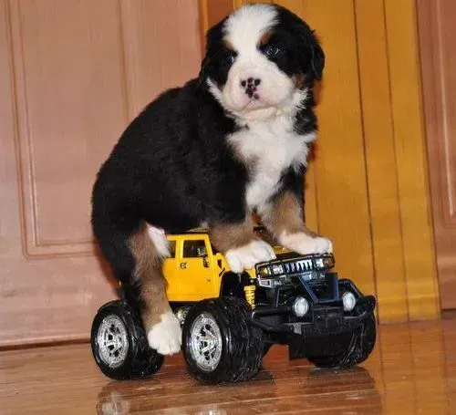 伯恩山犬|三个月的伯恩山犬一顿吃多少狗粮呢