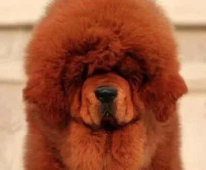 藏獒|正确喂养 喂养藏獒幼犬的注意事项