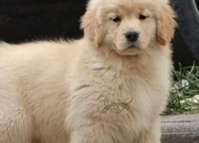 金毛|金毛犬分娩时主人如何充当助产师