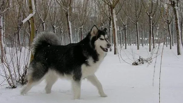 阿拉斯加犬|冬天养阿拉斯加雪橇犬的注意事项：防止一氧化碳中毒