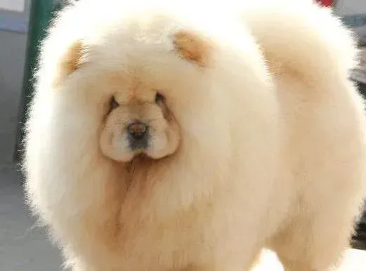 松狮犬|松狮犬外出散步时受到惊吓会不会有事