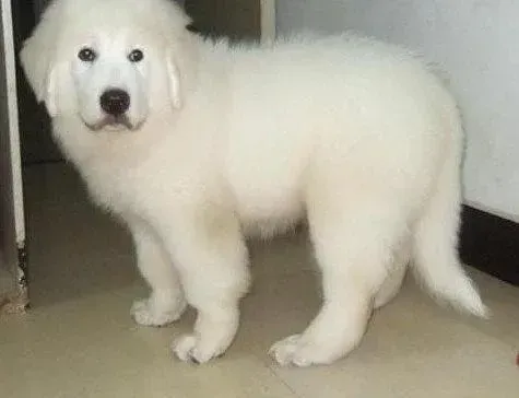 大白熊犬|大白熊犬眼角长痘痘是什么问题