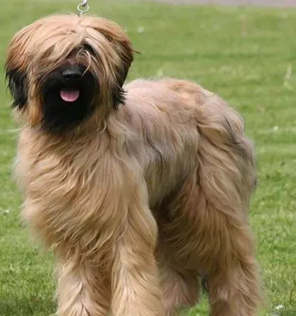 伯瑞犬的特点    待人温和有“洁癖” | 伯瑞犬