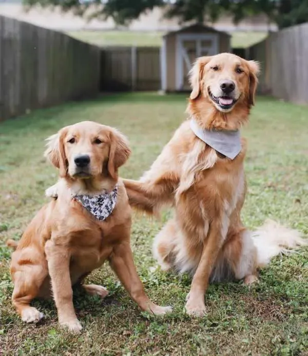 成长速度很快的妹妹 始终是黄金猎犬的小不点 | 狗