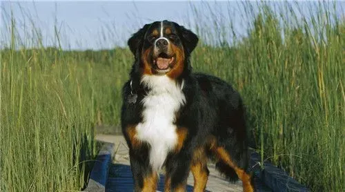 伯恩山犬特点 伯恩山犬是个勇敢安静且对人友善 | 伯恩山犬