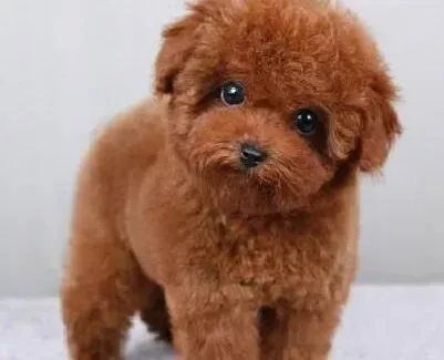 泰迪犬|冬季照顾泰迪犬的先决条件