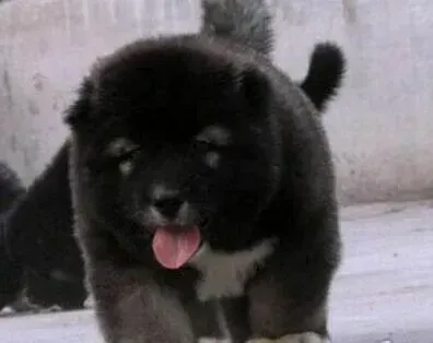 高加索犬|高加索犬误食了丝袜有没有事
