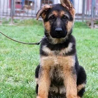 德国牧羊犬|德国牧羊犬老喜欢咬我是什么毛病