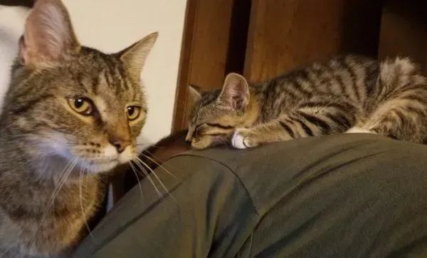超可爱喵星人 自己选猫奴不惜半夜闯进帐篷 | 猫