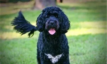 葡萄牙水犬不掉毛吗 到换毛季节还是会掉毛的 | 葡萄牙水犬