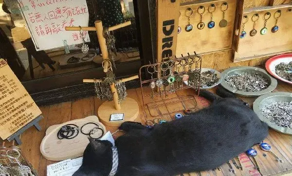 外出寄件有问题问猫 店家外出留猫解决顾客的问题 | 猫