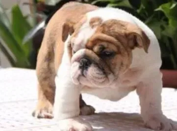 英国斗牛犬|斗牛犬最近总睡觉，而且发烧是感冒了吗