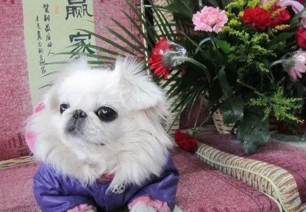 京巴狗|如何帮助京巴犬轻松解决吃药难的问题