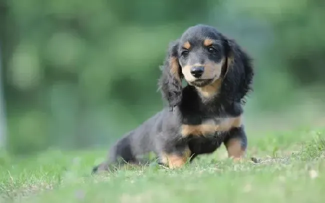 腊肠犬|腊肠犬犬瘟热的预防措施与治疗手段有哪些