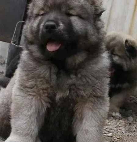 高加索犬|才出生的高加索犬要怎么合理的照顾