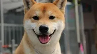 柴犬|最近柴犬吐了应该怎么办