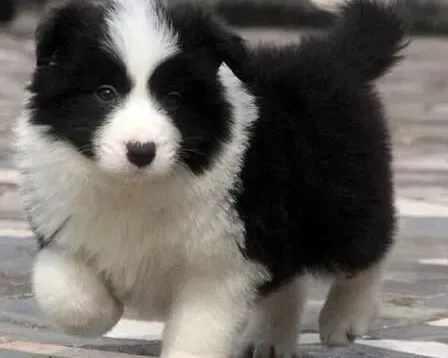 边境牧羊犬|边境牧羊犬的占有欲——领地感