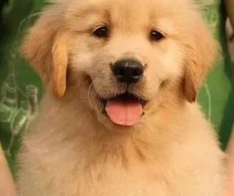 金毛|金毛犬毛发日常护理的好处
