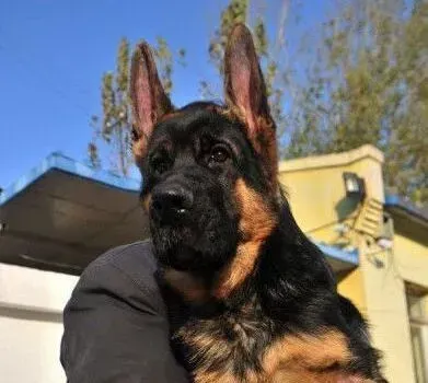 德国牧羊犬|未满月的德国牧羊犬没精神，肚子大应怎么办