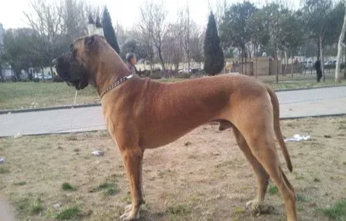 大丹犬价格 大丹狗饲养上需要注意地方 | 狗