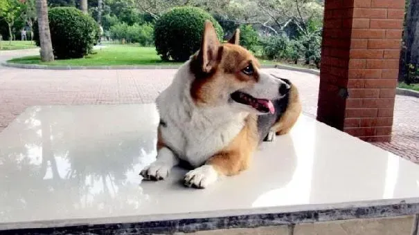 柯基犬|柯基犬在感冒的时候可以如何治愈