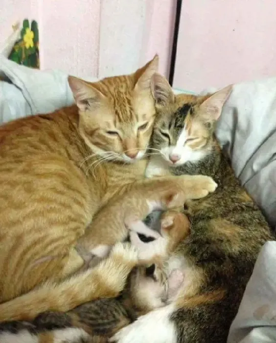模范猫爸全程陪产还帮忙带小孩 超暖心 | 猫