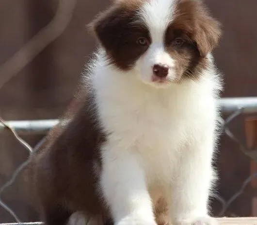 边境牧羊犬|怎样对待夜晚喜欢吠叫的边境牧羊犬
