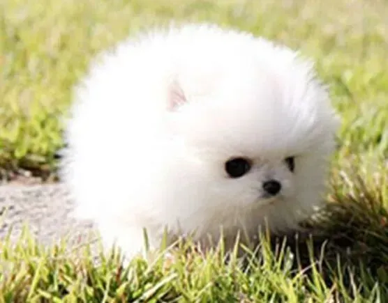 博美犬|博美犬真菌反复用什么药能彻底去除