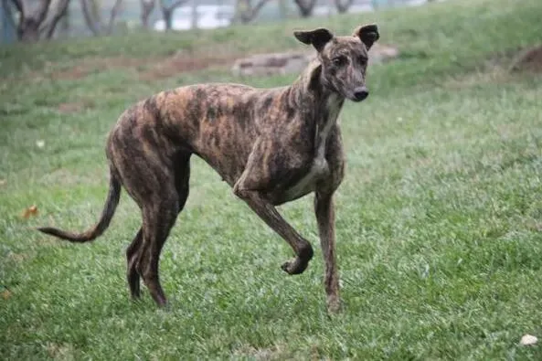 格力犬|格力犬幼犬饲养和护理的方法