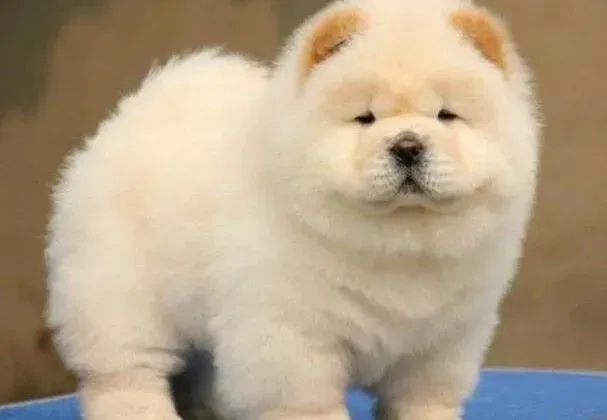 松狮犬|松狮犬出现一些“奇怪”行为的原因