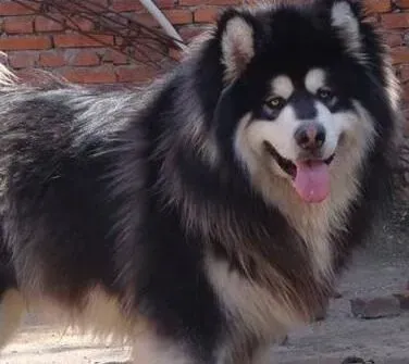 阿拉斯加犬|如何预防阿拉斯加雪橇犬变成老年痴呆