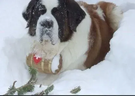 圣伯纳犬|导致圣伯纳犬出现拉肚子的“三大元凶”