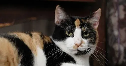 有让猫发情的药吗 促使动物发情的药有哪些 | 发情