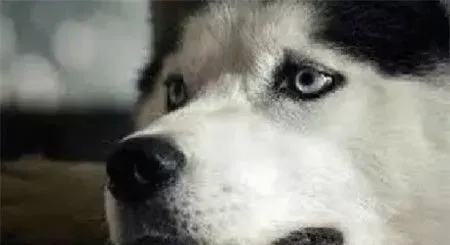 哈士奇拉稀带血可以用庆大霉素么 不能随便使用 | 哈士奇