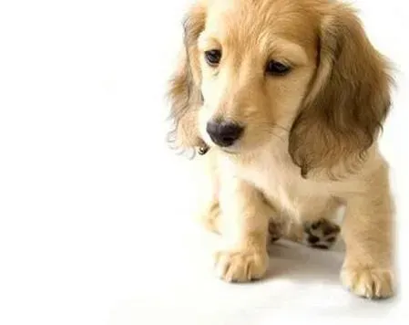 可卡犬|可卡犬右眼一直半睁着是怎么了